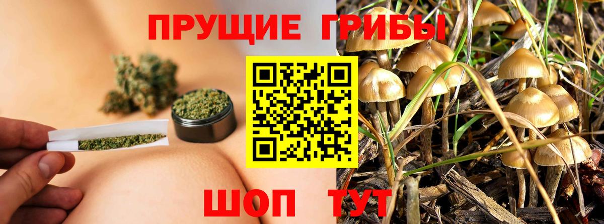 Элиста  Псилоцибиновые грибы Psilocybe  Вход с VPN 